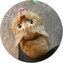 Ha Roro profile picture